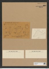 Trinacria ventricosa Grove. et Sturt. (de-Toni-Nr.: Genus 119, Species 3412) Zeichnungen Sammlung Grunow Nr. 6851 (NHMW-BOT-W0375707)